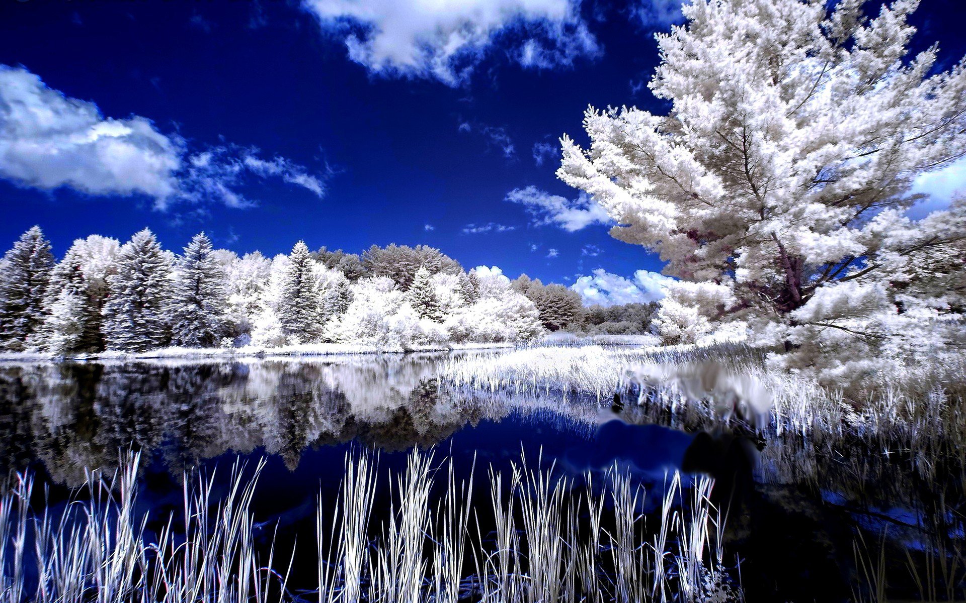 hiver arbres réflexion