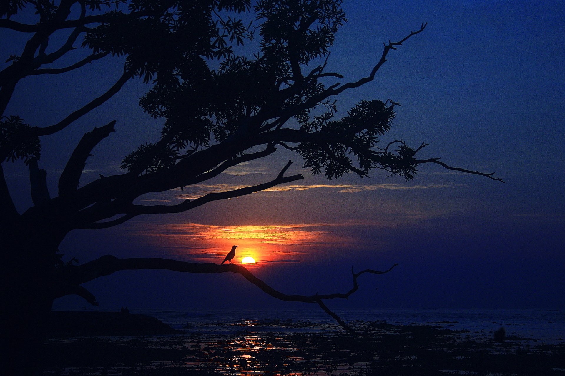 ky clouds sunset sea tree poultry