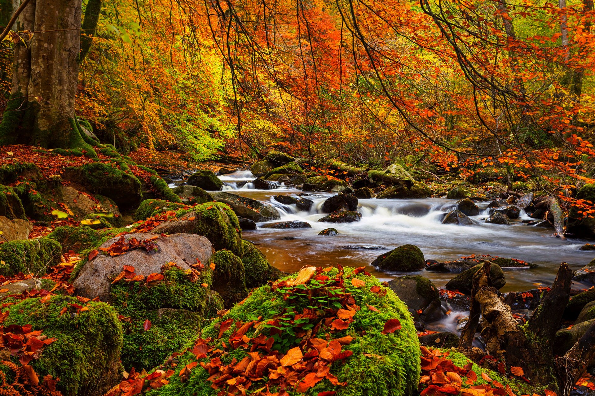 natura paesaggio foresta alberi autunno fiume autunno vista