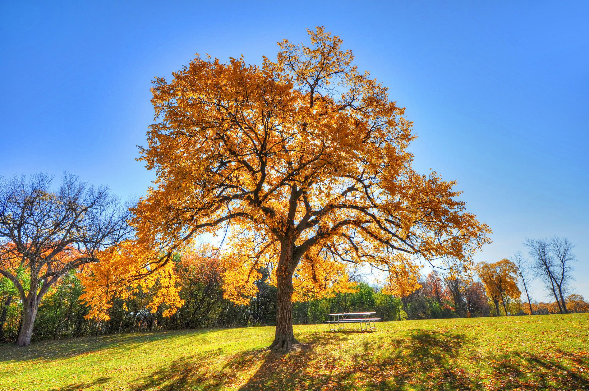 niebo park drzewo trawa jesień stół ławka