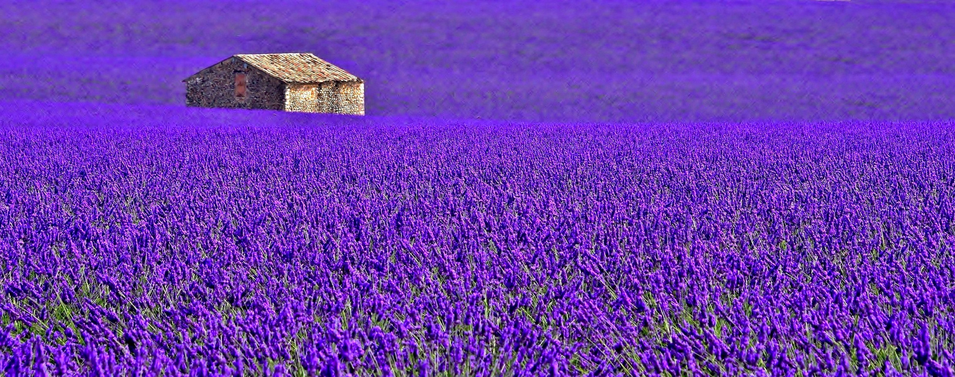 francia provenza flores lavanda casa plantación campo prado