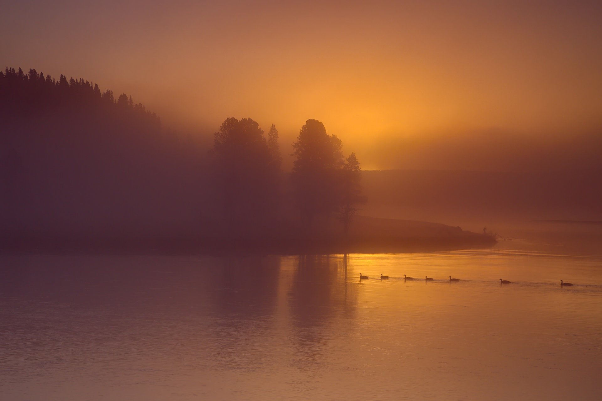 cielo niebla río árboles patos