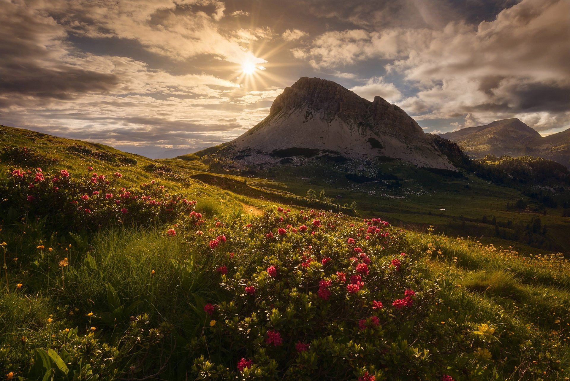 italy mountain alps sun sky clouds flower gra