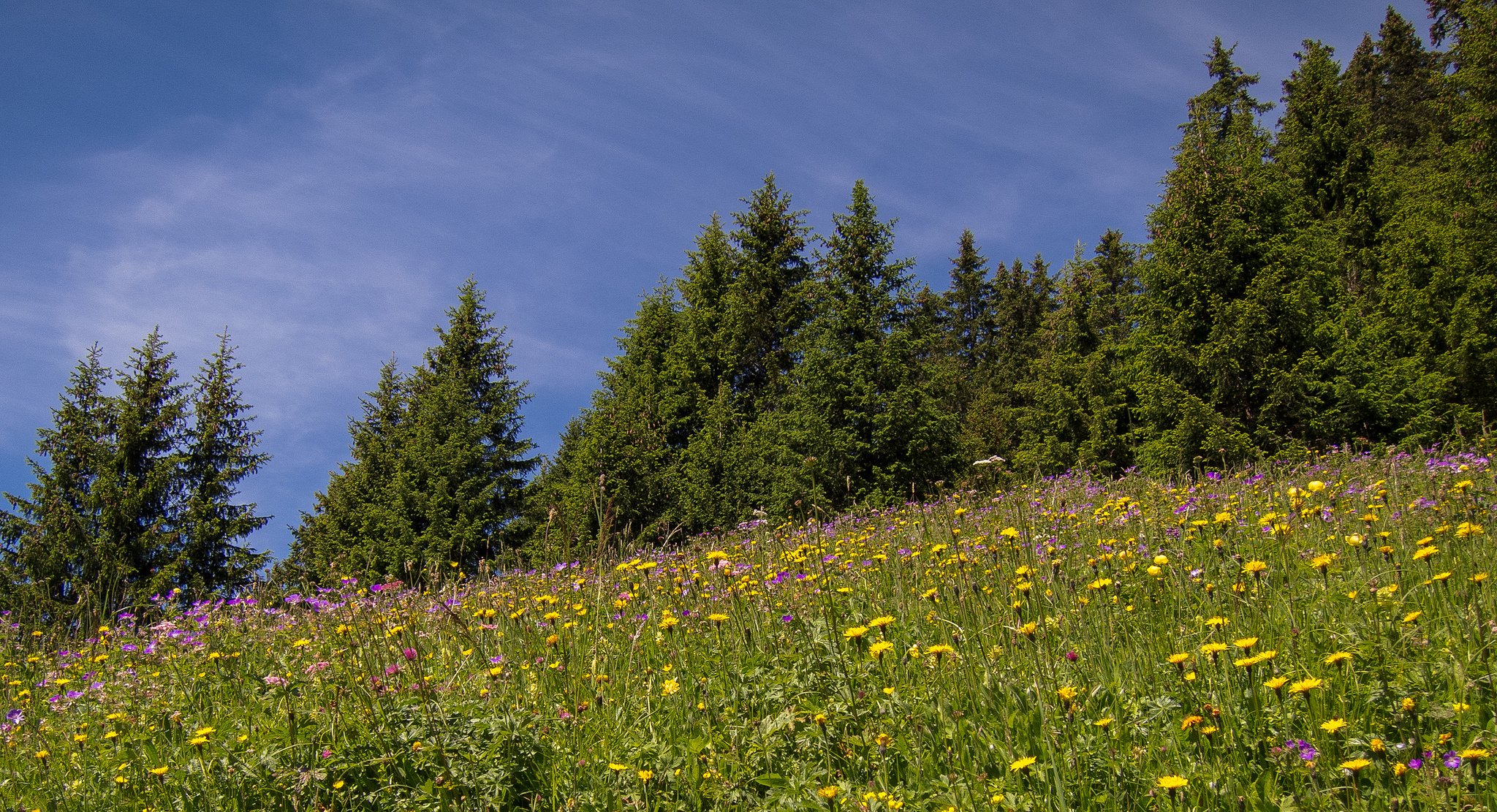 eggenschwand svizzera prato fiori alberi