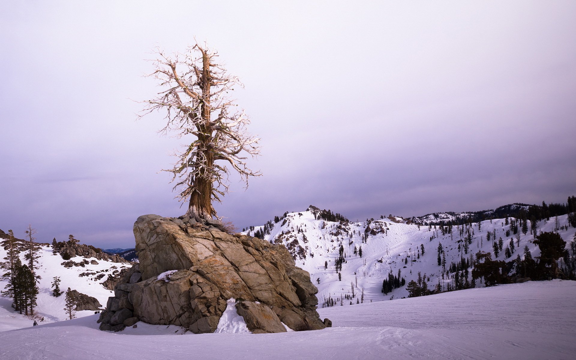 invierno árbol paisaje