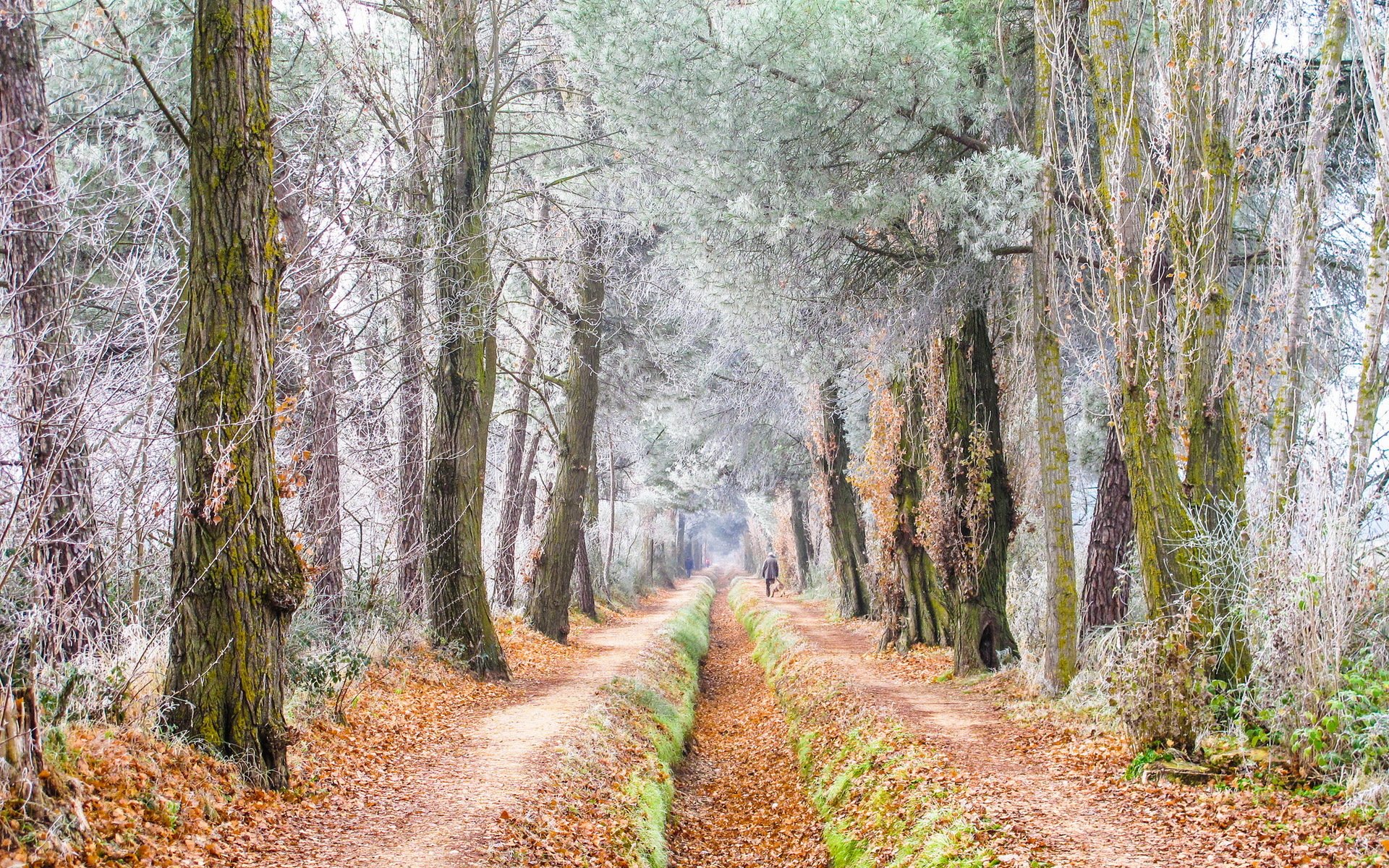 camino árboles escarcha