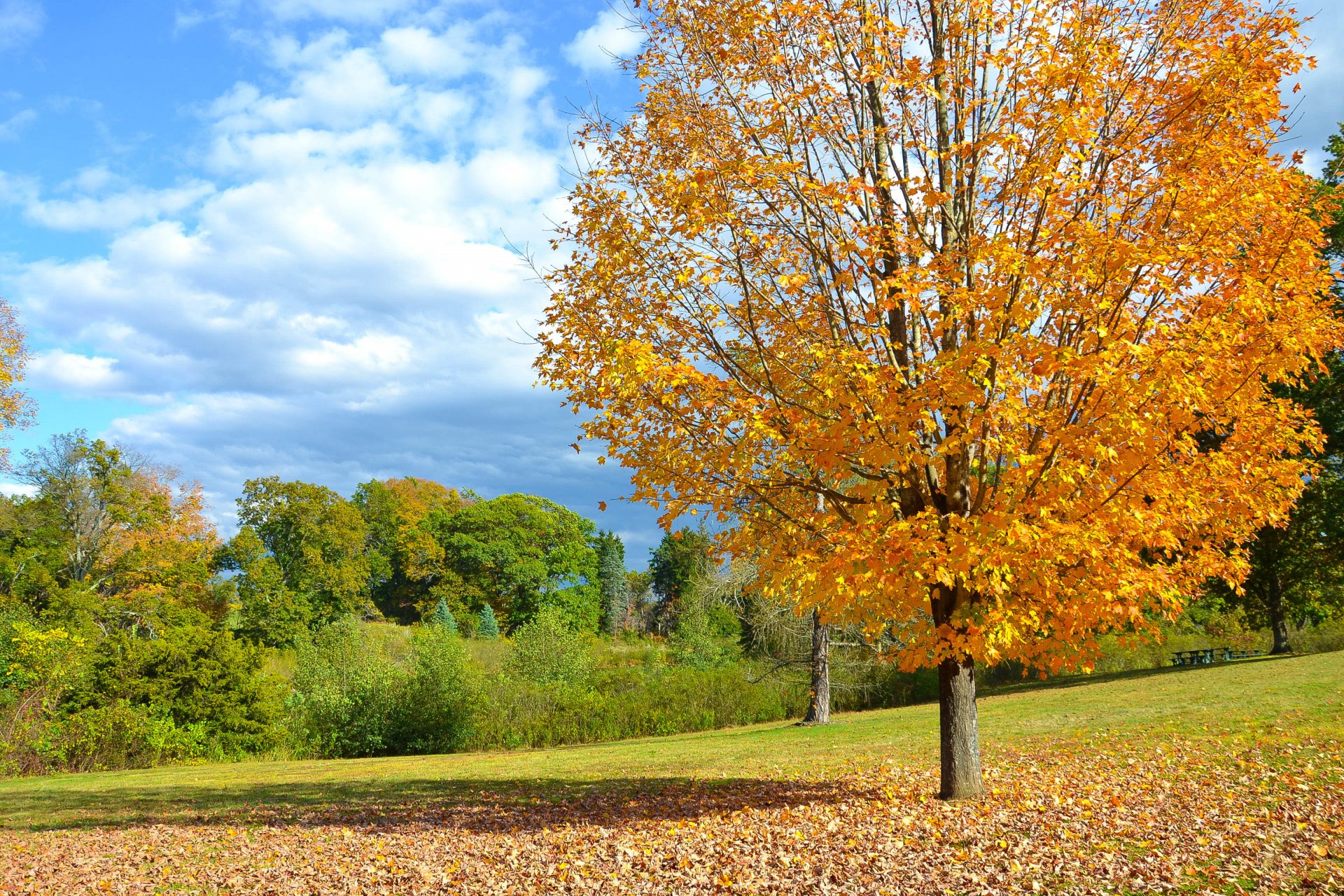 autunno albero campo foglie