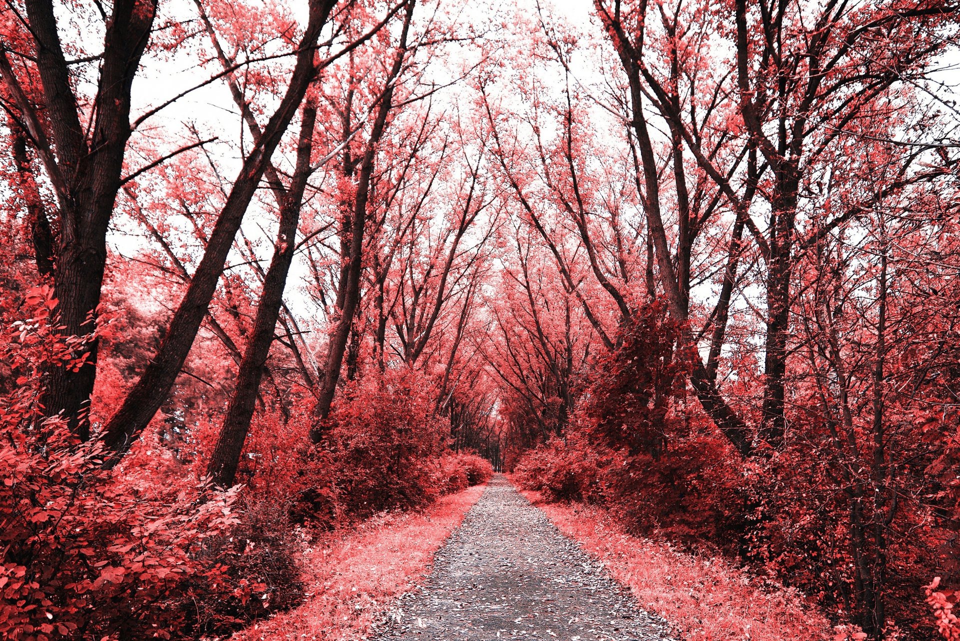 nature forest autumn foliage leave