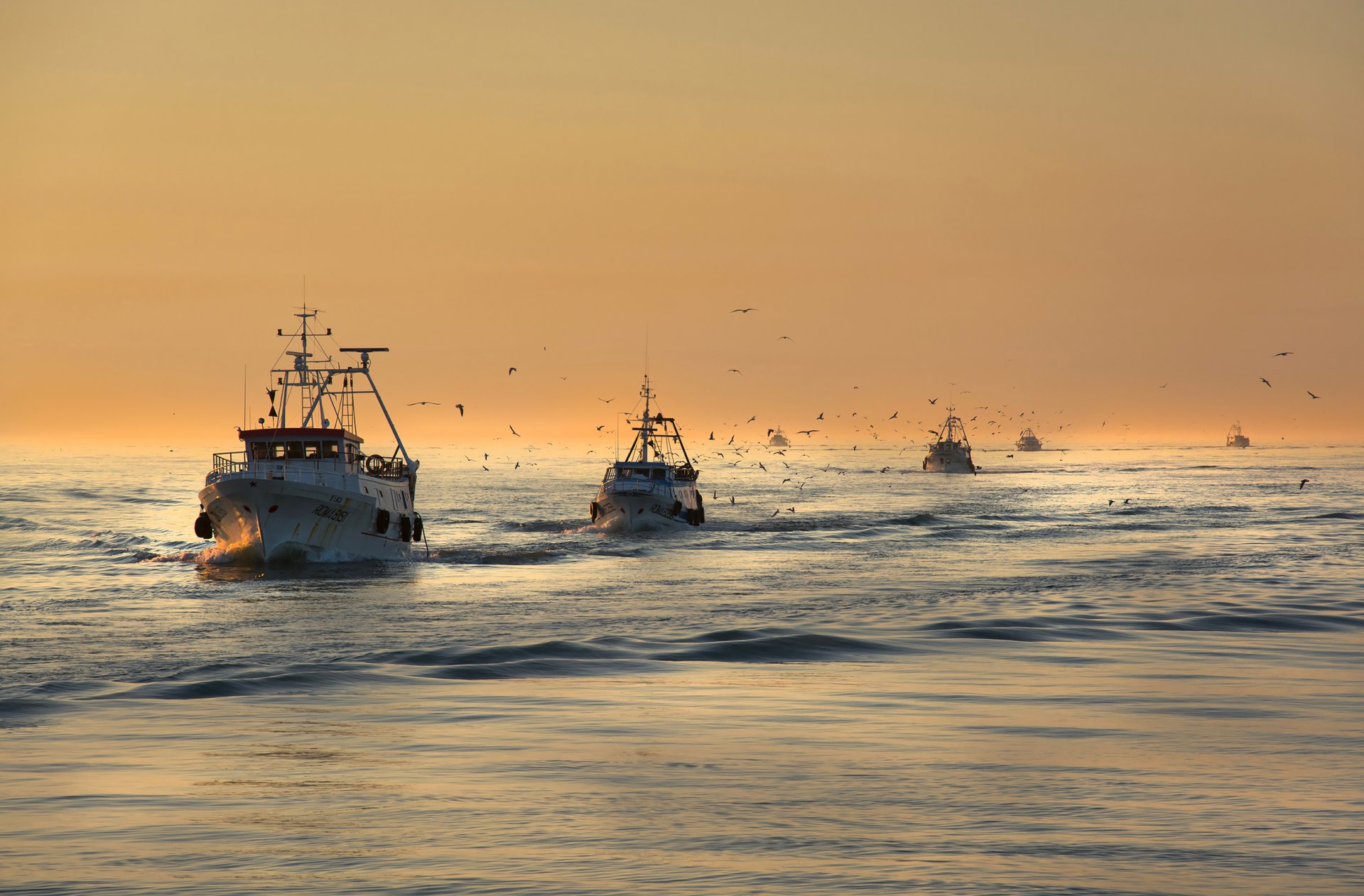 mer bateaux pêche oiseaux mouettes matin