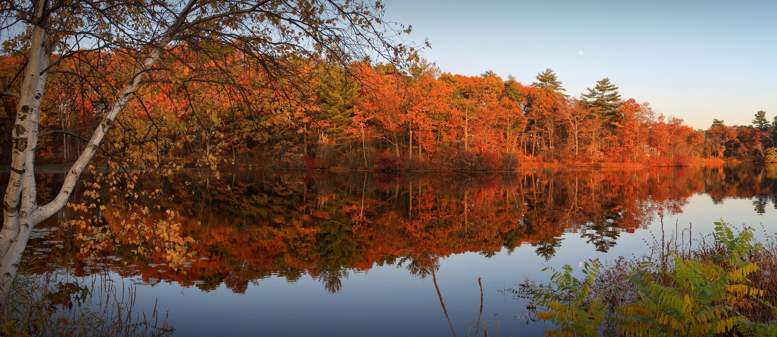 ky night river forest tree autumn leaves purple