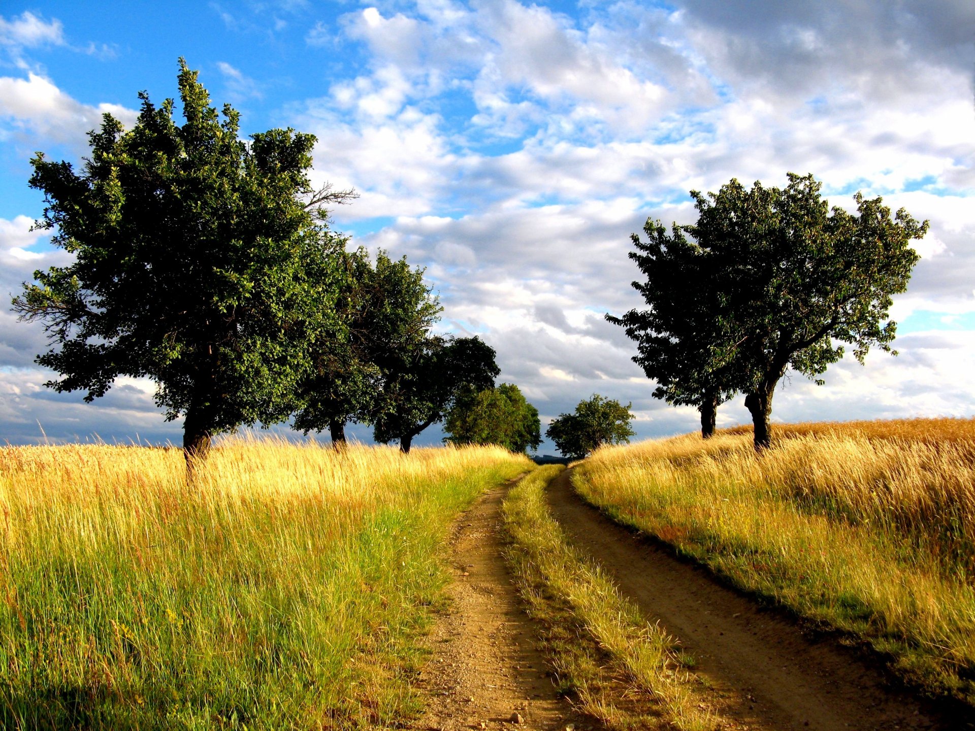 camino campo árboles