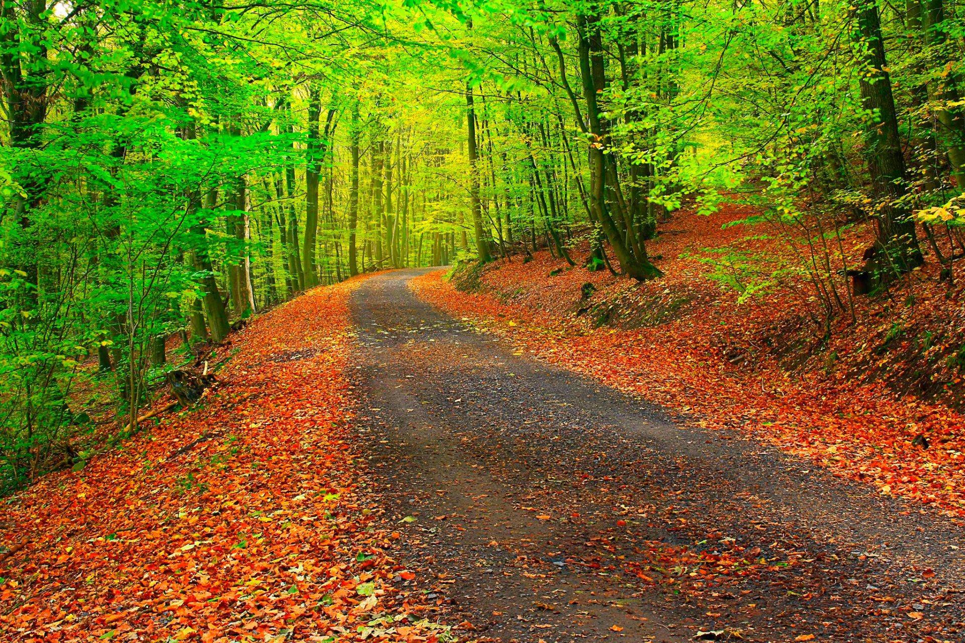 camino bosque otoño árboles hojas