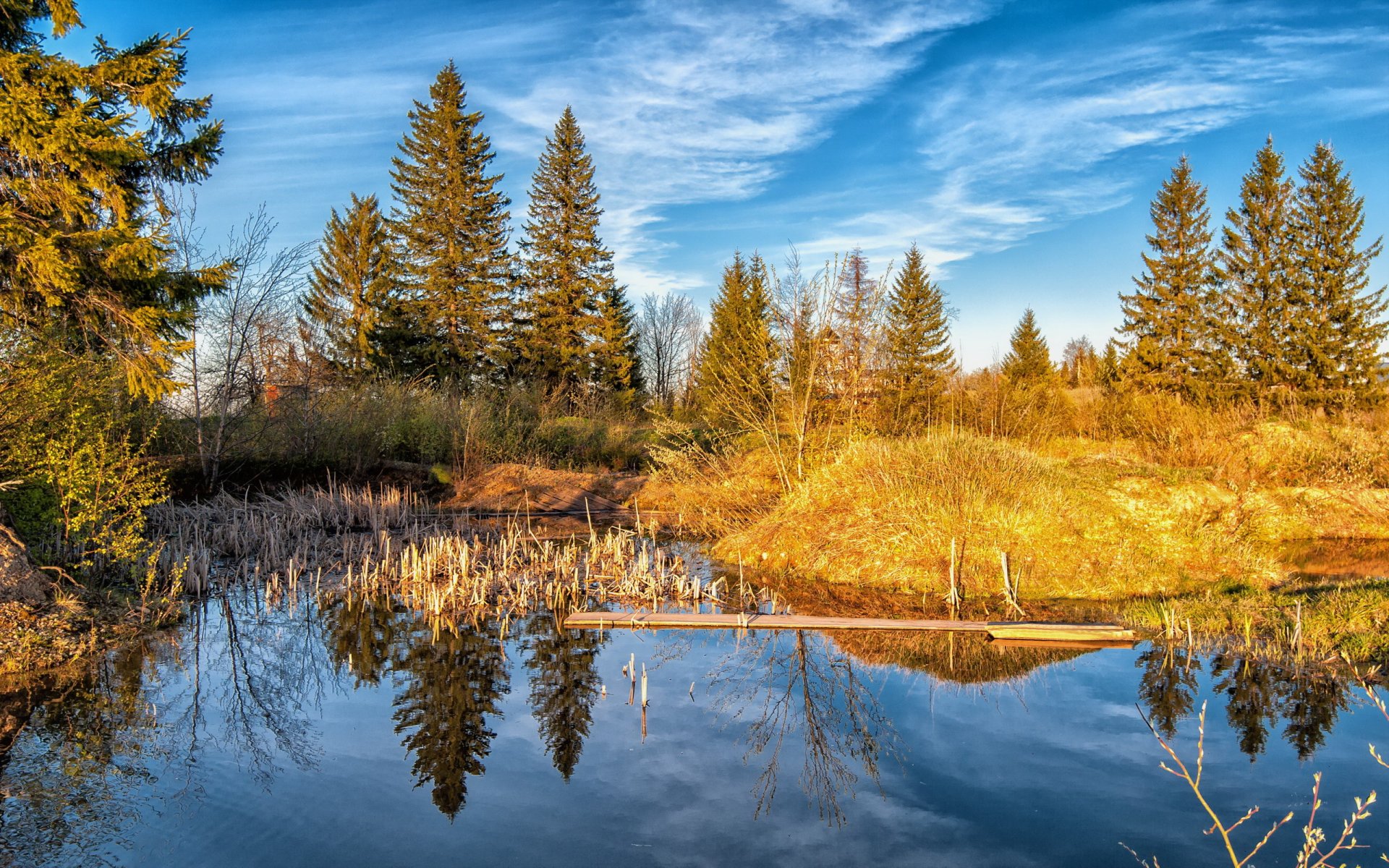 lake forest nature landscape