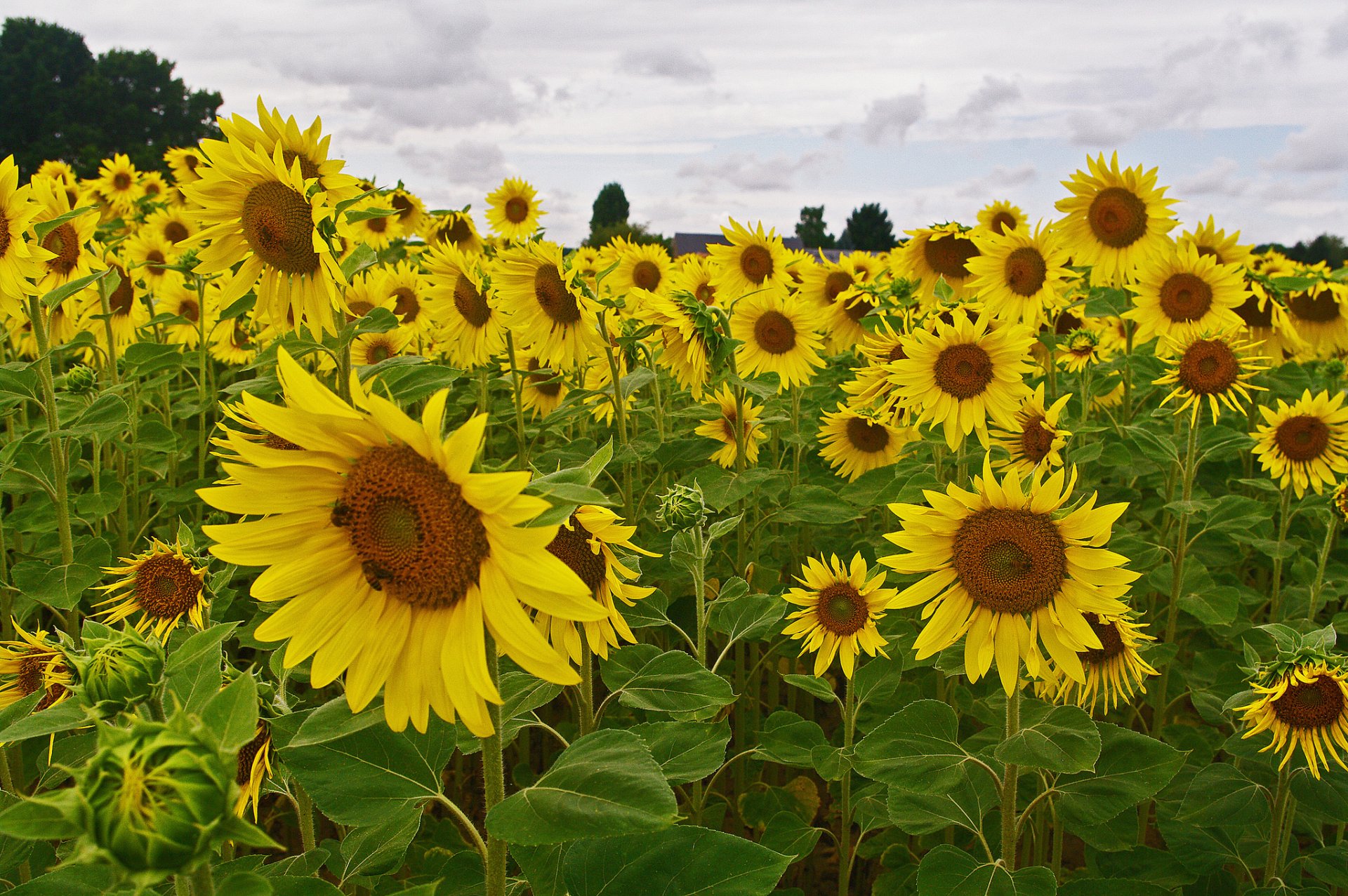 the field tree sunflower sky flower petal