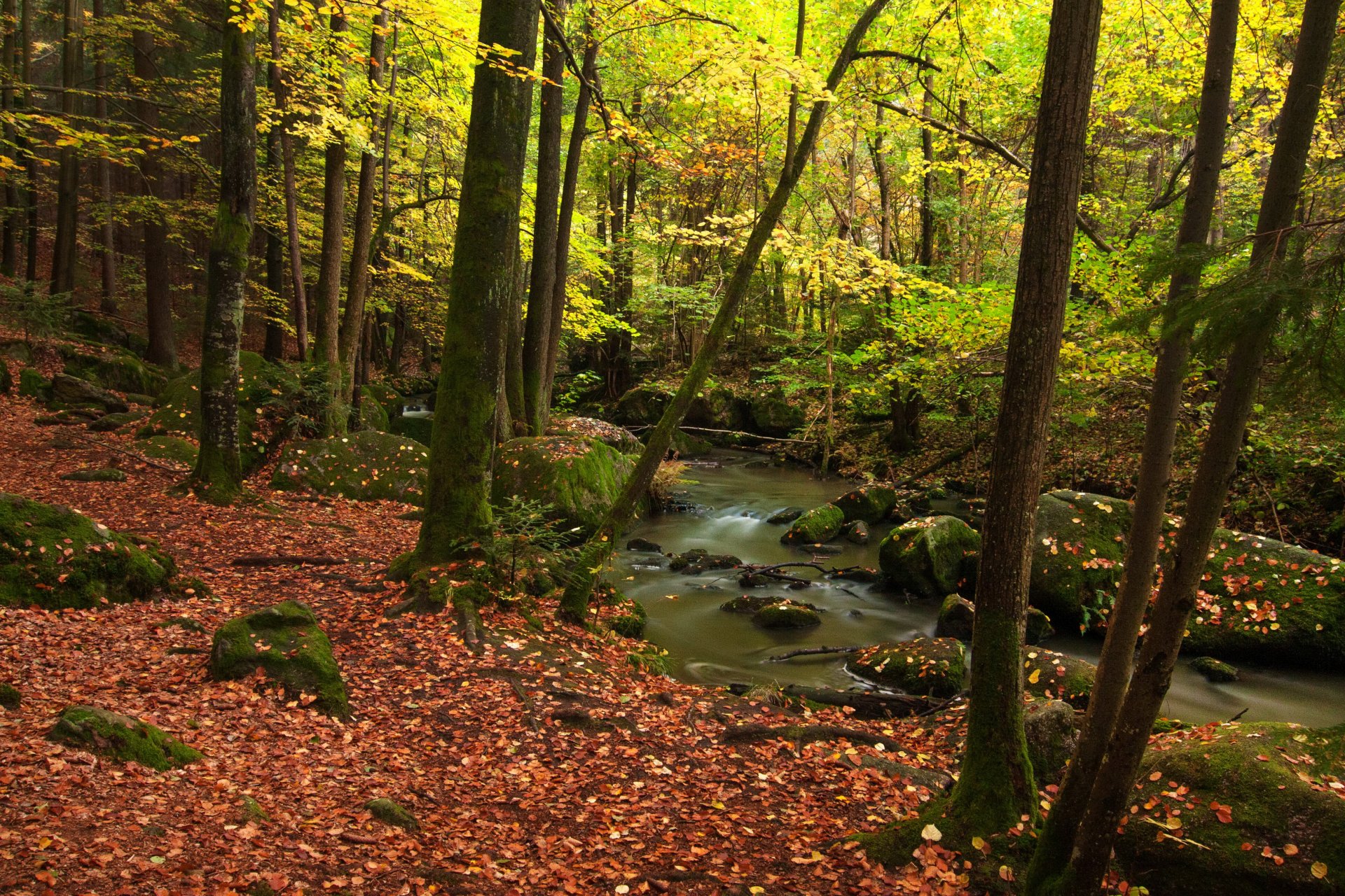 alemania bosque otoño baviera arroyo árboles hojas naturaleza foto