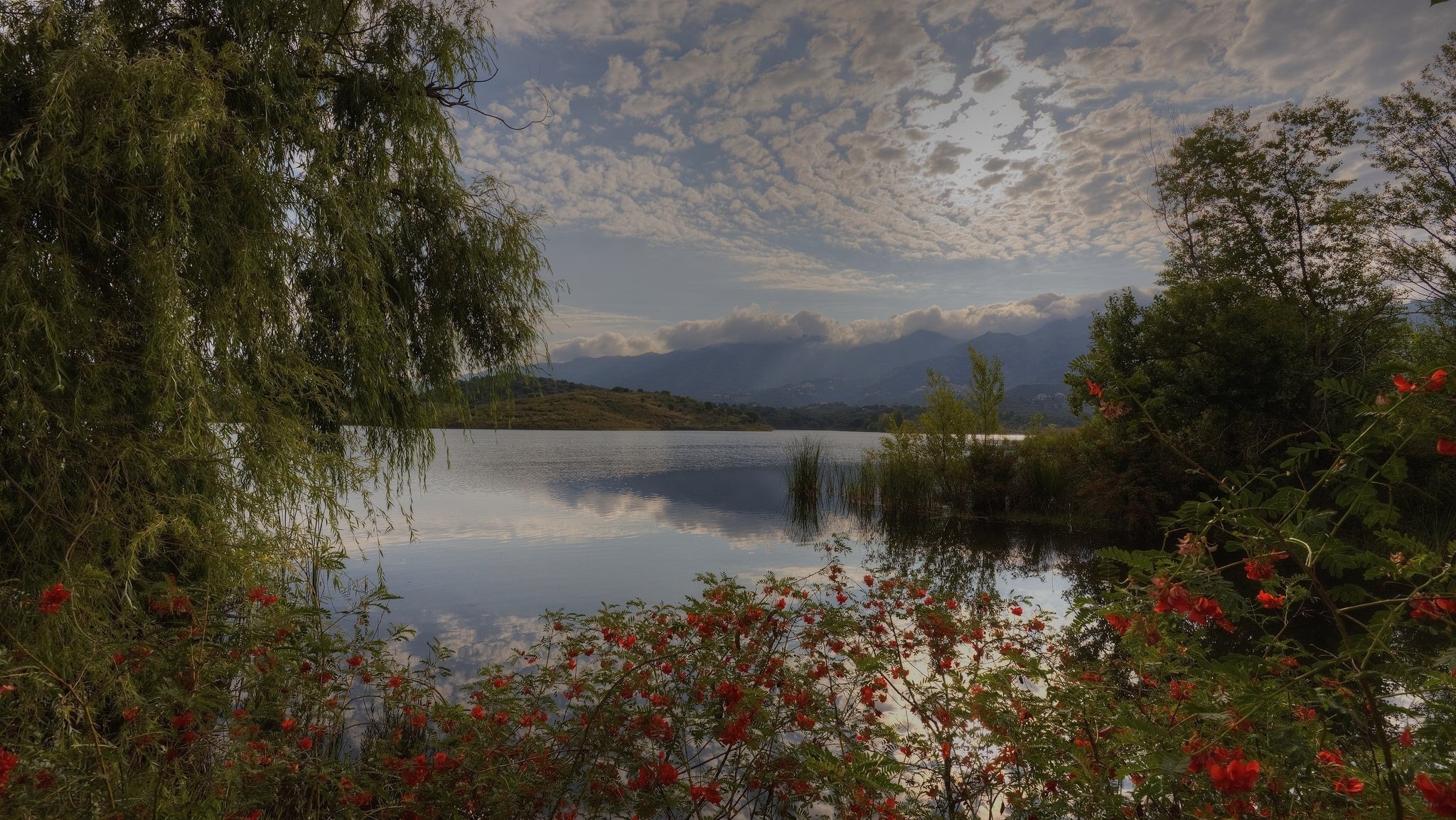 озеро деревья кусты облака