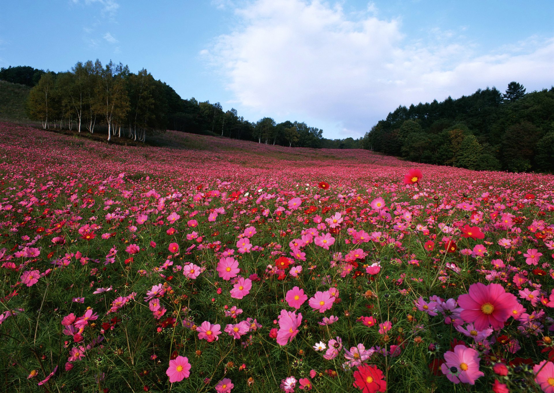 campo flores cosmea árboles