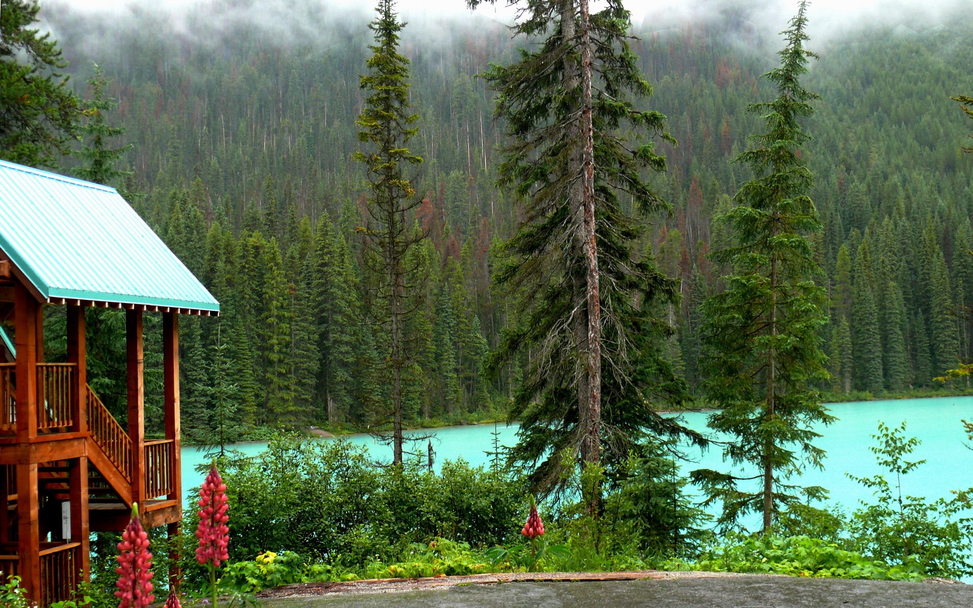 canada parco nazionale di yoho lago foresta alberi riva casa