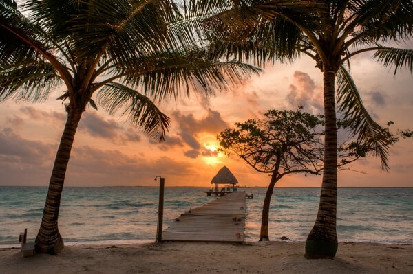 The sun sets on the beach. Around the palm tree