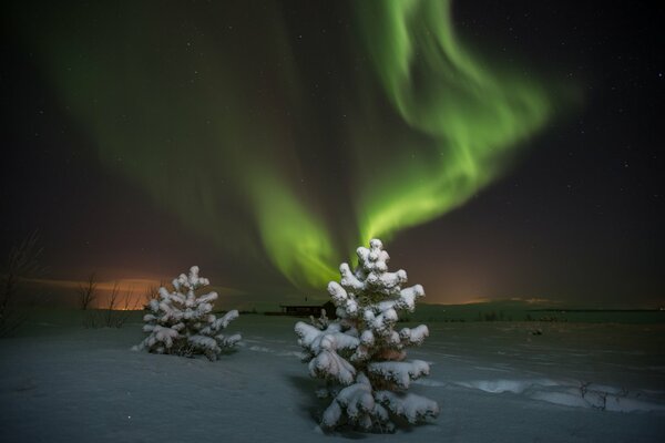 Aurora boreale e alberi di Natale nella notte di neve