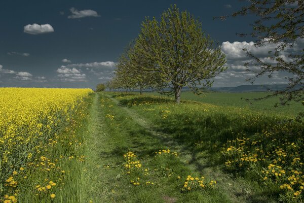 Field road. Rapeseed field