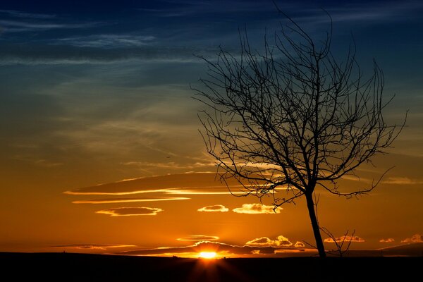 The sun sets in the savannah against the background of a lonely tree