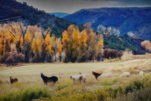 Horses on mountain autumn meadows