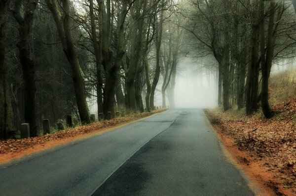 Paved forest road fog trees