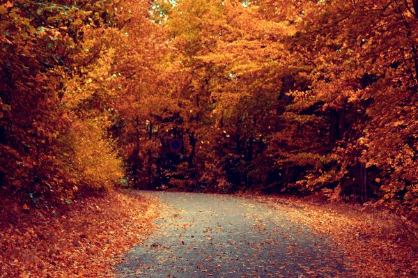 Wzdłuż drogi są drzewa. Pora jesienna. Opadają liście