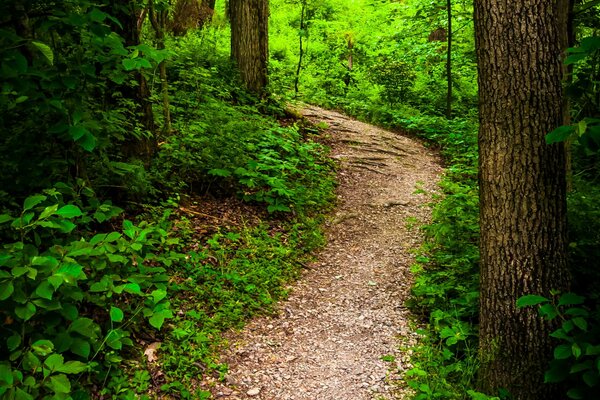 A path between trees and bushes in the park