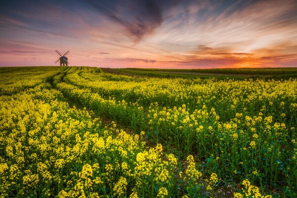 Campo de colza, puesta de sol y molino