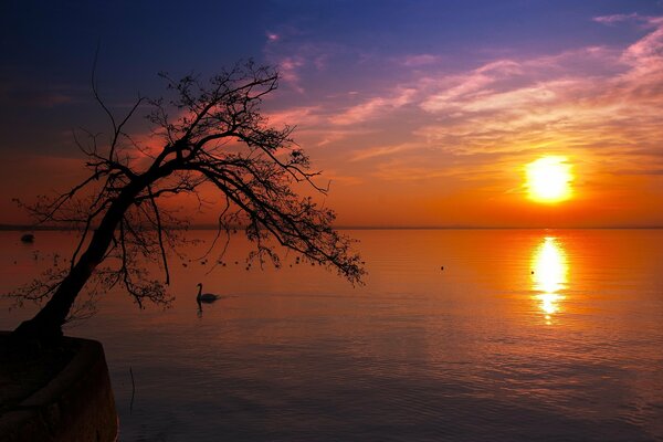 A lonely tree in a red sea sunset