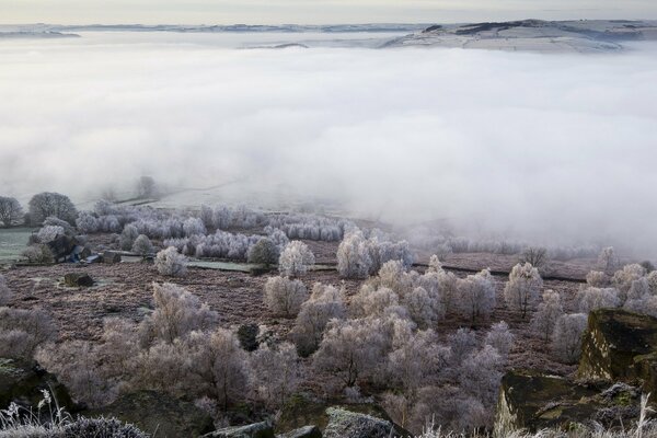 Frost legt Nebel an Büschen und Bäumen auf