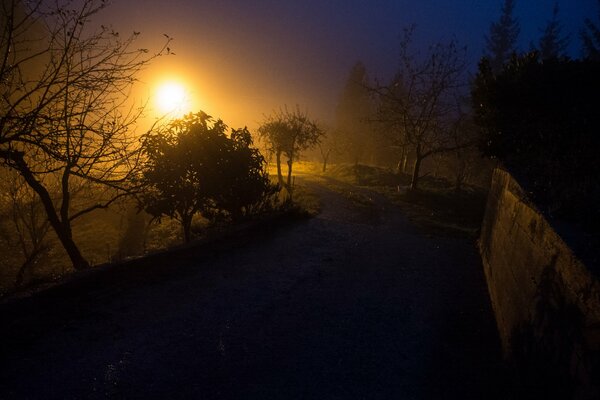 Luce della sera lungo la strada con gli alberi