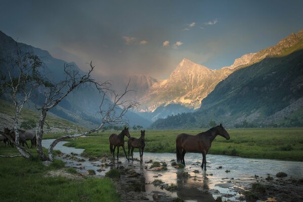 Horses in a mountain gorge at a watering hole