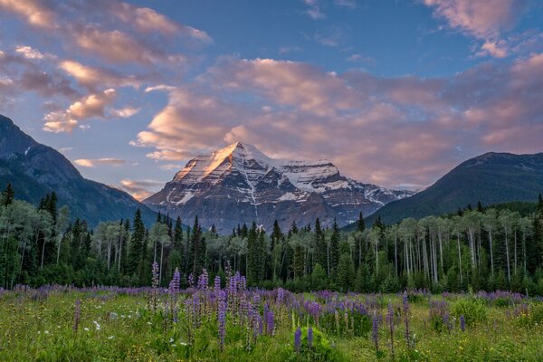 Montagnes rocheuses avec lupènes dans la soirée