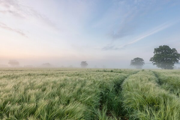 Paisaje de la mañana con un campo de niebla