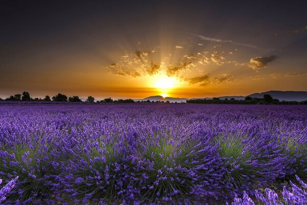 Campo de lavanda al amanecer en Francia