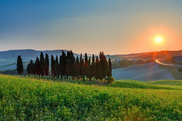 Green field with a view of trees and mountains