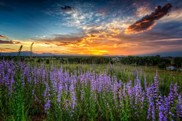 Lila Blumen im Feld vor Sonnenuntergang Hintergrund