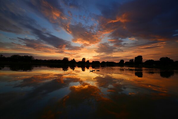 Canards sur l eau du lac du soir