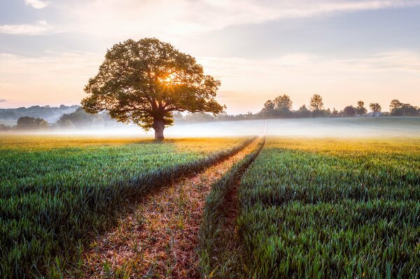 Temprano en la mañana Inglés en un campo con niebla