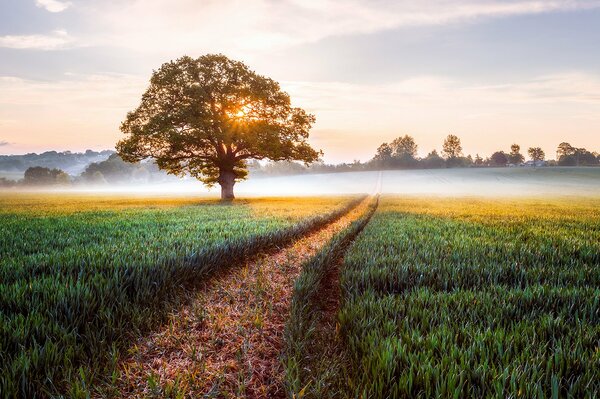 Tôt le matin anglais dans un champ avec du brouillard