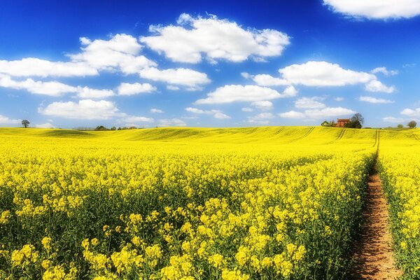 Sentiero di casa attraverso il campo di colza