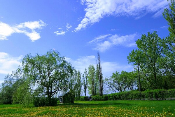 Feuillage vert d été sous un ciel bleu