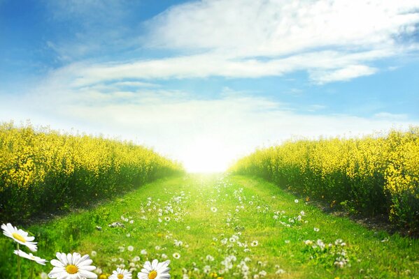 The road of daisies and dandelions. Landscape