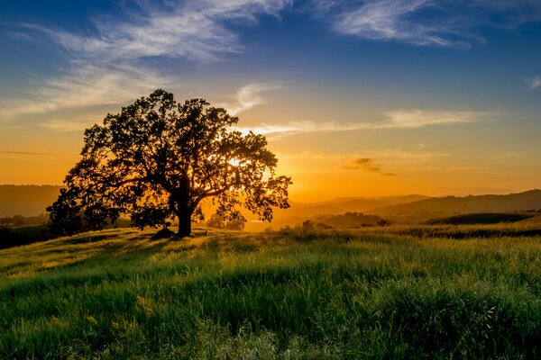 A lonely tree in a meadow in the sunset