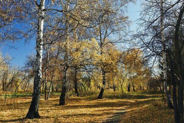 Golden autumn in a peaceful alley