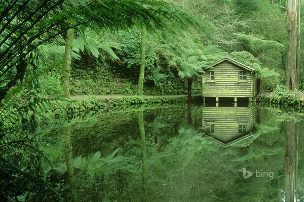 Maison verte avec des arbres verts