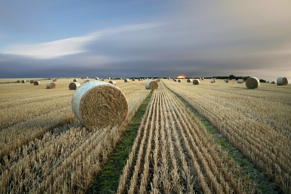 Fieno in un grande campo